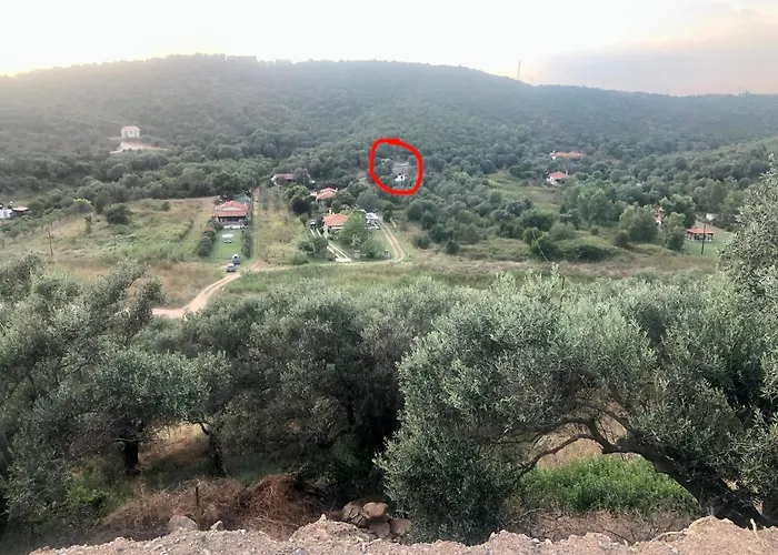Anna\'S Olive Grove